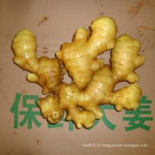 New Fresh 2015 Ginger Air Dried Ginger